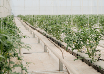 ESKOM UPDATES | Joint Media Statement – Eskom and the Netherlands officially launch Grootvlei Climate Smart Horticulture Centre in Mpumalanga, supporting the creation of substantial, sustainable jobs in the next 5 years